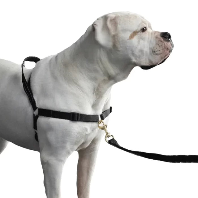 Traditioneel Noors Tuig (bijv. Easy Walk)